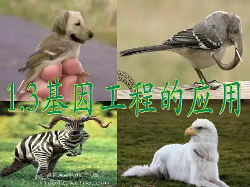 人教版高中生物选修三1.3 基因工程的应用 课件 (共28张PPT)