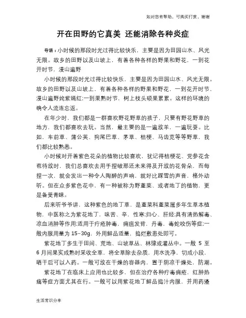 开在田野的它真美 还能消除各种炎症