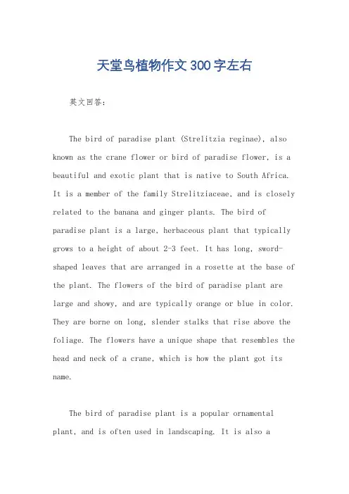 天堂鸟植物作文300字左右