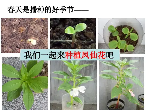 三年级下册科学课件1.2种植我们的植物(共18张PPT)