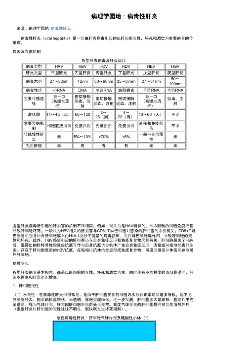 病理学园地：病毒性肝炎