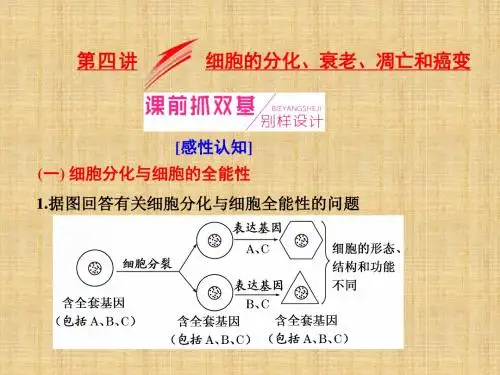 高考生物一轮复习 第四单元 细胞的生命历程 第四讲 细胞的分化、衰老、凋亡和癌变名师精编课件(必修1)