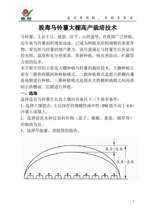 脱毒马铃薯大棚高产栽培技术