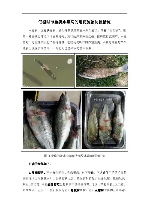 低温时节鱼类水霉病的用药施治防控措施