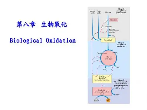 生物氧化8