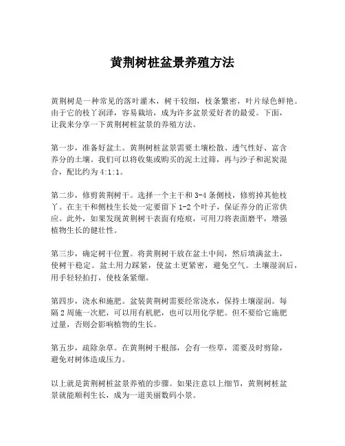 黄荆树桩盆景养殖方法