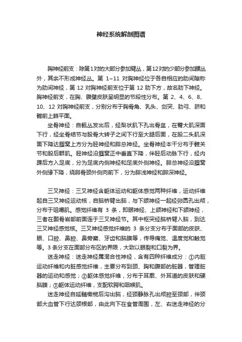神经系统解剖图谱