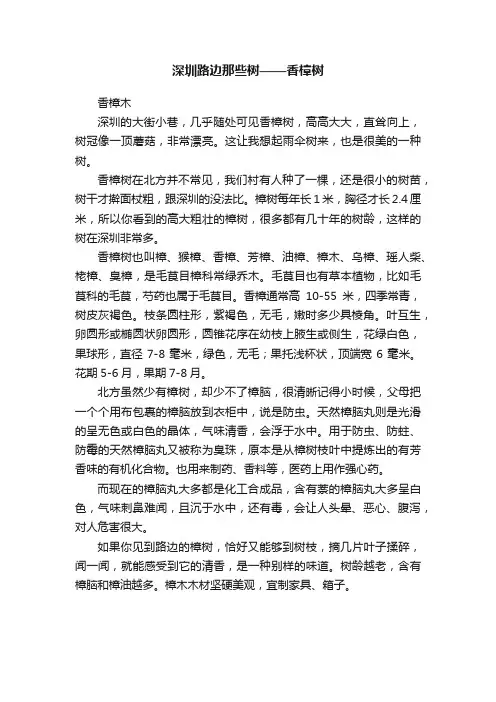 深圳路边那些树——香樟树