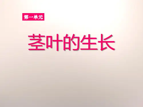 《茎叶的生长》 PPT实用课件2