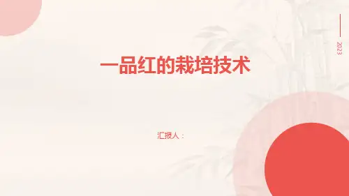 一品红的栽培技术
