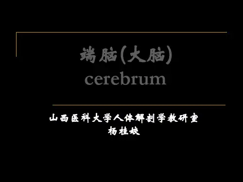 人体解剖端脑大脑