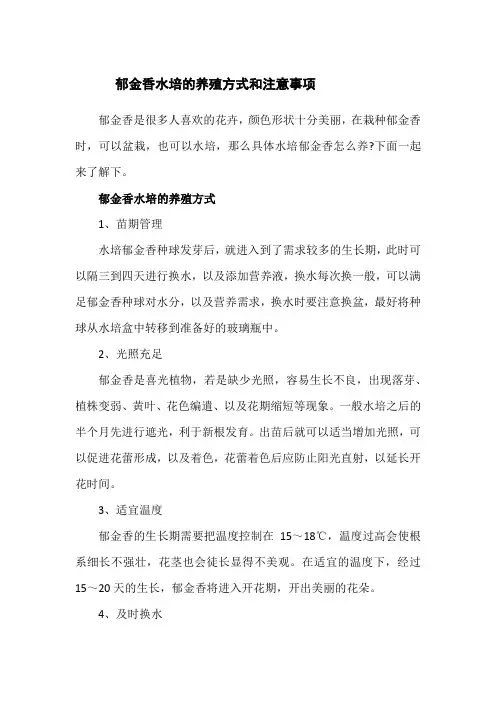 郁金香水培的养殖方式和注意事项