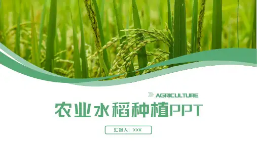 绿色稻田的农业ppt模板