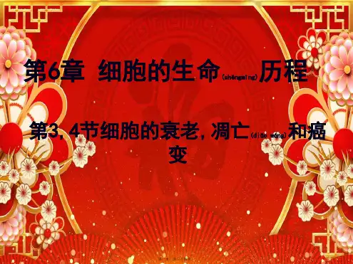 高中生物 第六章 细胞的生命历程 6.3 细胞衰老、凋亡 6.4 癌变课件高一必修1生物课件