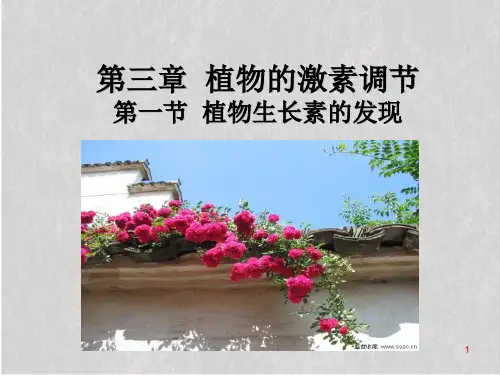 人教版高中生物必修三第3章第1节   植物生长素的发现  课件(共25张PPT)