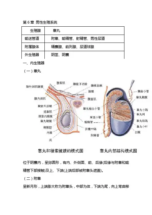 系统解剖学 生殖系统