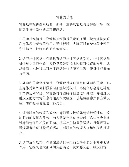 脊髓的功能