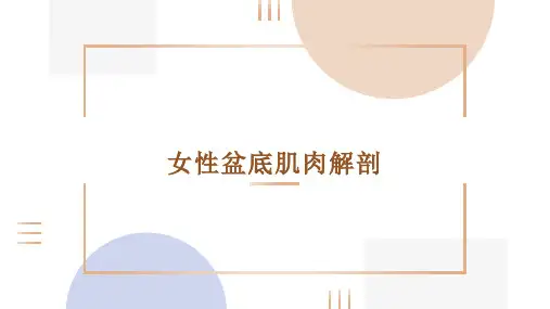 女性盆底肌肉解剖