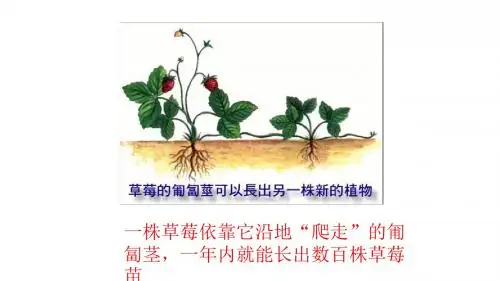 第七课 神奇的克隆