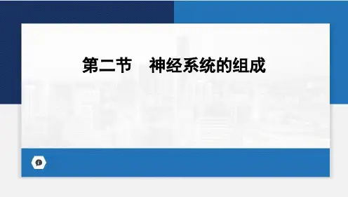 神经系统的组成课件(共20张PPT)人教版生物七年级下册