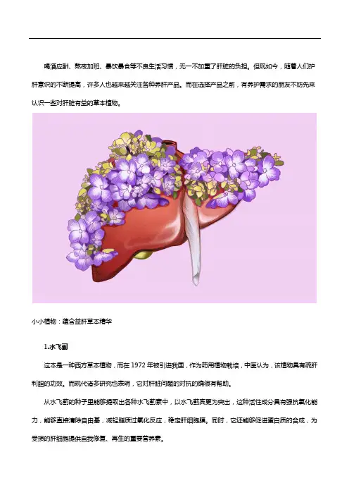 水飞蓟效果怎么样？四种成分协同增益,守护您的肝脏健康
