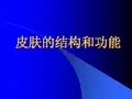 皮肤的结构和功能