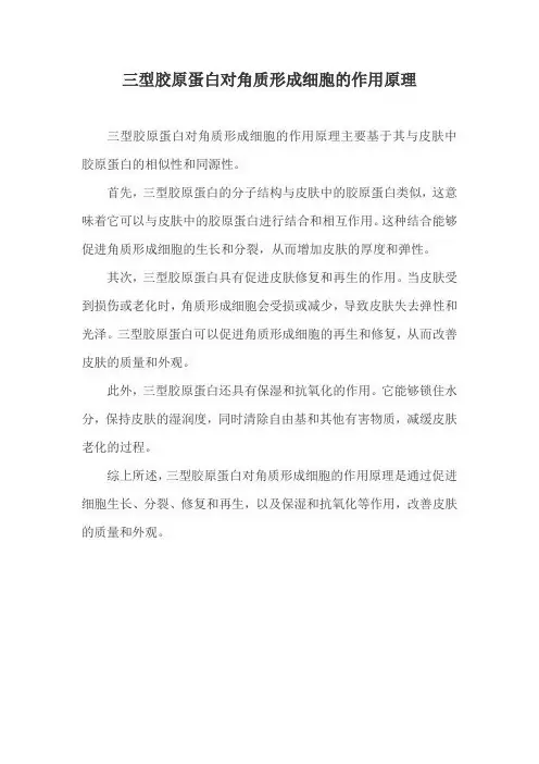 三型胶原蛋白对角质形成细胞的作用原理