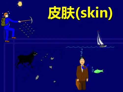 组织学与胚胎学-09Th 皮肤-PPT课件