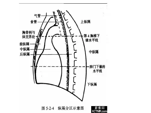 x线解剖