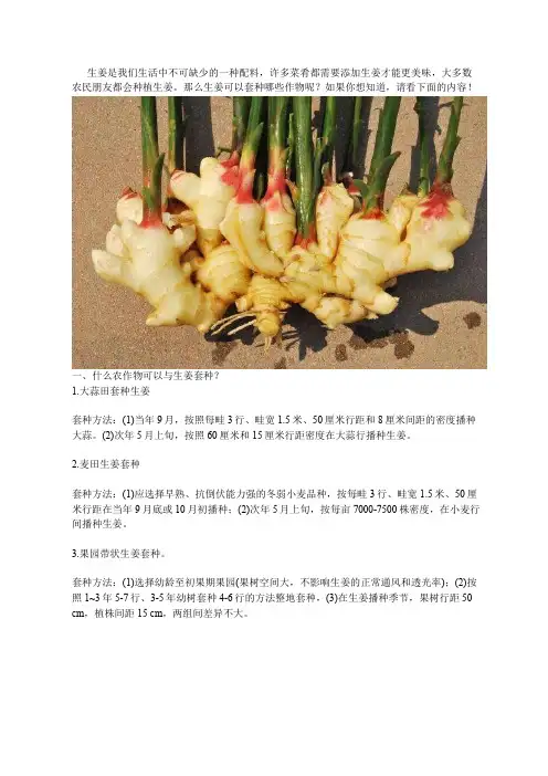 生姜能跟哪些农作物套种？