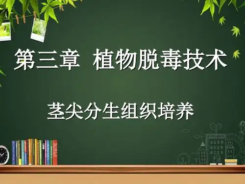 植物脱毒技术 PPT课件