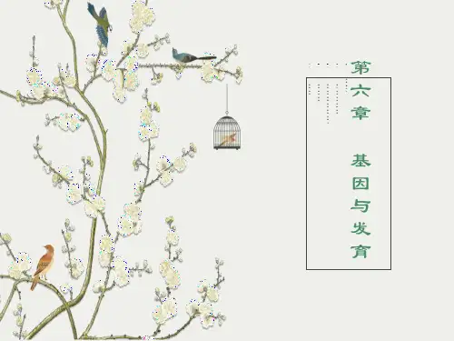 遗传学第六章基因与发育