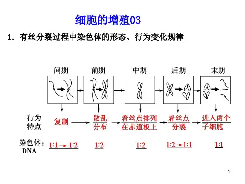 高三一轮复习生物： 细胞的增殖第三讲(图像和曲线)课件