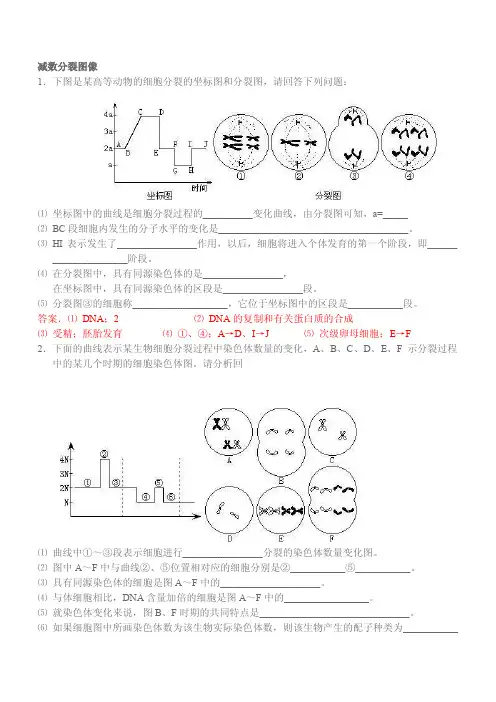 减数分裂图像