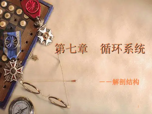 循环系统解剖ppt课件