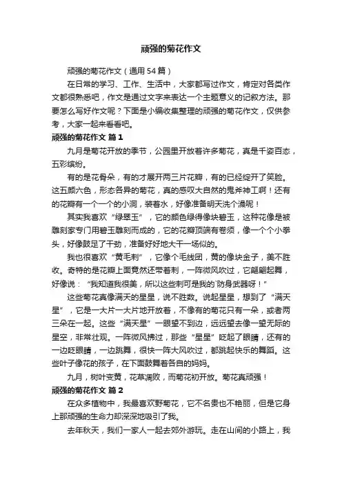 顽强的菊花作文（通用54篇）