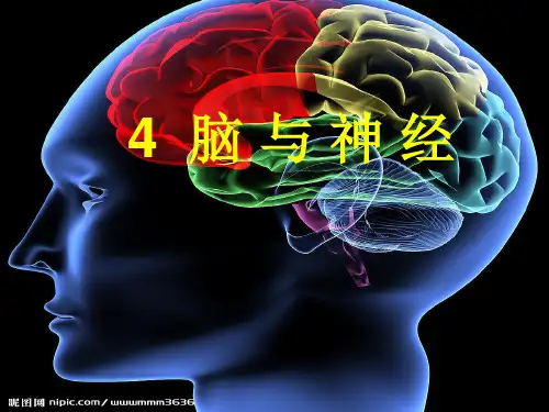 青岛版五下科学4脑与神经