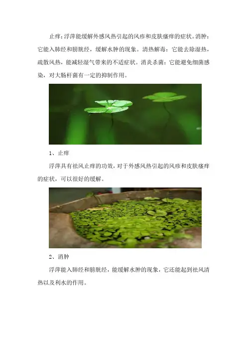 浮萍的功效与作用
