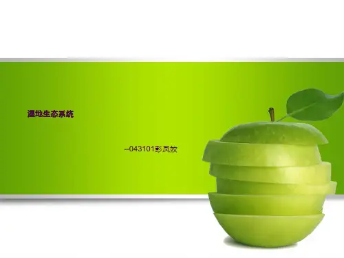 湿地生态系统ppt课件