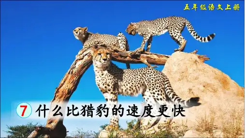 部编版五年级语文上册第7课《什么比猎豹的速度更快》优质课件(共123张PPT)