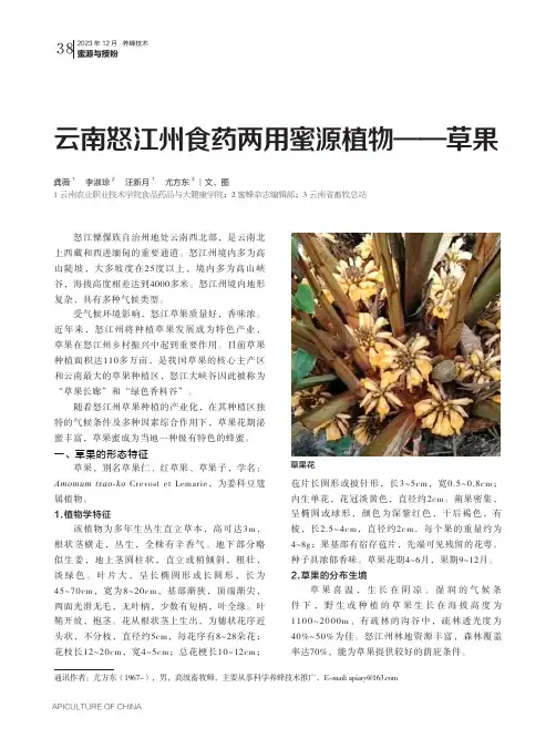 云南怒江州食药两用蜜源植物——草果