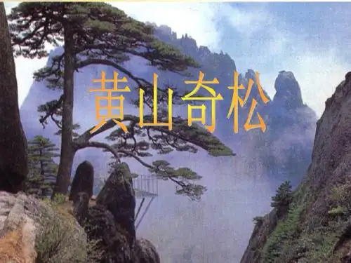 《黄山奇松》课件