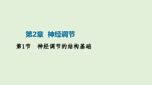 【高中生物】2023-2024学年 人教版  选择性必修一  神经调节的结构基础课件