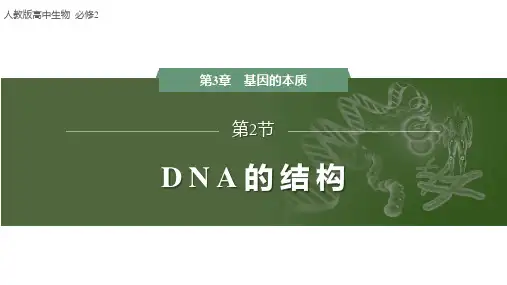 DNA的结构课件2022-2023学年高一下学期生物人教版必修2
