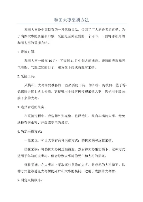 和田大枣采摘方法