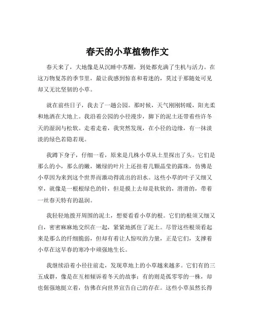春天的小草植物作文