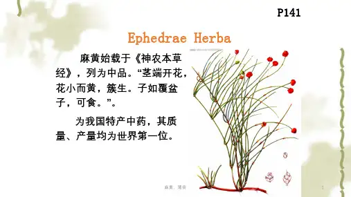 麻黄、薄荷ppt课件