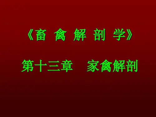 家禽解剖