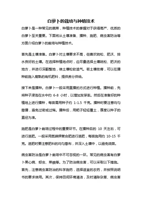 白萝卜的栽培与种植技术