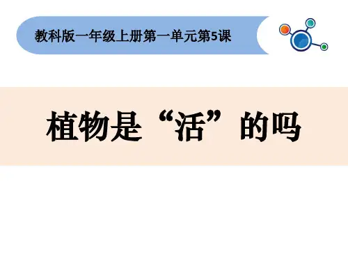 一年级上册科学课件-1.5 植物是“活”的吗 教科版 (共22张PPT)